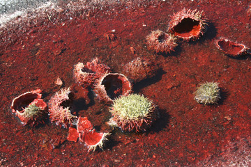 Broken Sea Urchin on an Ocean Shore.