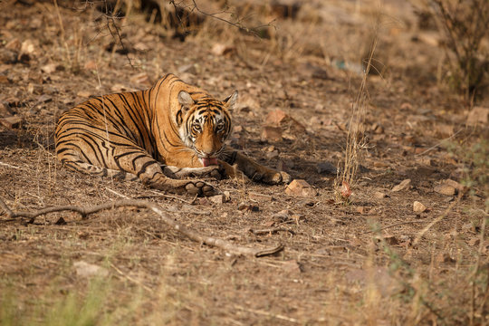 Tiger cub/Bengal tiger from India