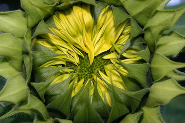 Closeup of a Budding Sunflower