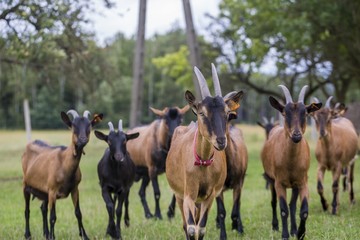 Herd of goats on pasture - 88312922