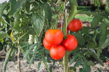 Growth tomato