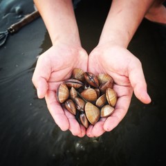 조개잡이 © bingbing