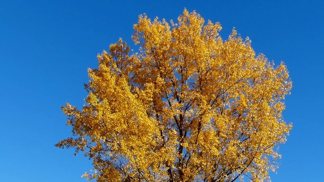 Autumn leaves, beautifully colored leaves of a birch in autumn