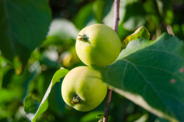 apple Tree