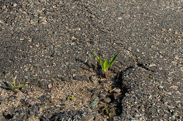 Young plant growing in a broken asphalt