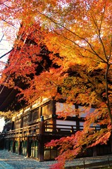 京都　真正極楽寺の境内の紅葉