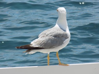 Seagull