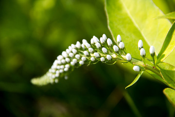 White flower on green background