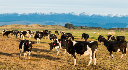 New Zealand Winter Cows