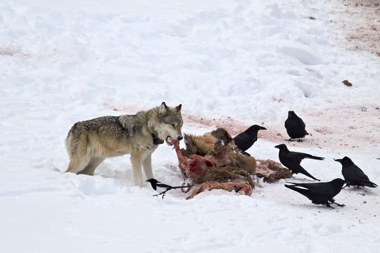 Gray wolf (Canis lupus) 870F of the Junction Butte Pack at an elk carcass in the winter, Yellowstone National Park, Wyoming 