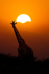 Naklejka premium Giraffe at Sunset Background