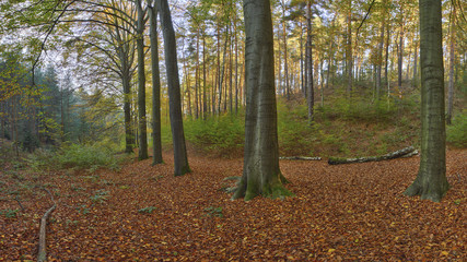 Buchenallee am Bärenstein
Zwischen Großem und Kleinem Bärenstein, bei Wehlen im Elbsandsteingebirge, befindet sich am Hermann Schneider Weg diese Buchenallee