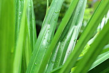 Green pandanus leaf