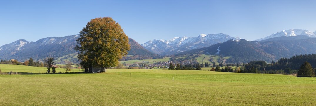 Single tree in Prealps landscape in autumn, Fussen, Ostallgau, Allgau, Allgau Alps, Bavaria, Germany