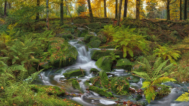Im D&uuml;rrebielegrund
Die D&uuml;rre Biela im D&uuml;rrebielegrund des Elbsandsteingebirges