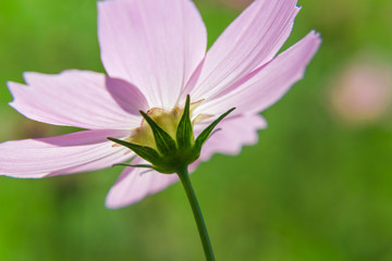 Fototapeta premium 코스모스