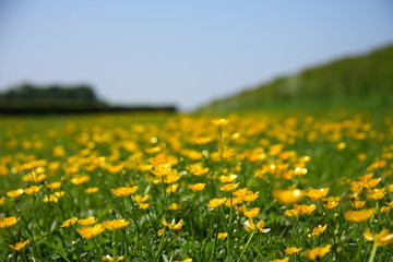 Fototapeta premium Buttercups in the Sun
