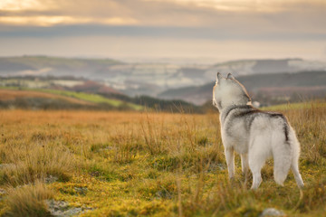 Siberian Husky © pawelprus