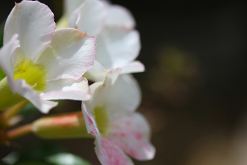 beautiful vintage flowers soft focus background