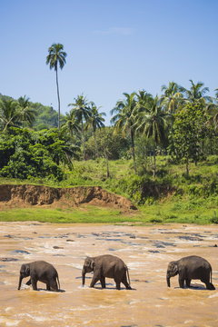 Three elephants in the Maha Oya River at Pinnawala Elephant Orphanage near Kegalle in the Hill Country of Sri Lanka