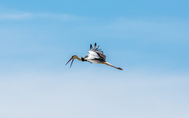 Momentaufnahme eines Weißstorch
