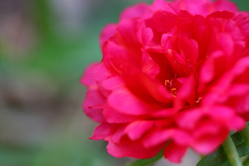 beautiful vintage flowers soft focus background
