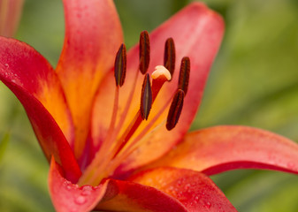 Red Lily