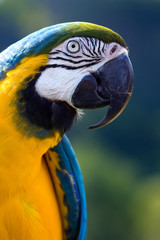 Blue and Yellow Macaw Parrot
