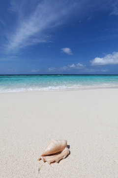 A shell washed up on a deserted beach on an island in the Maldives