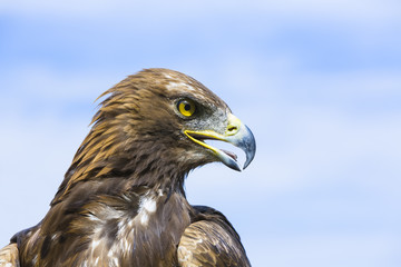 Steinadler