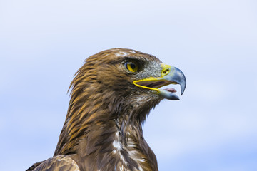 Steinadler