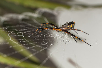 Macro di un ragno giallo e nero su una ragnatela gigante, bagnata con gocce di rugiada