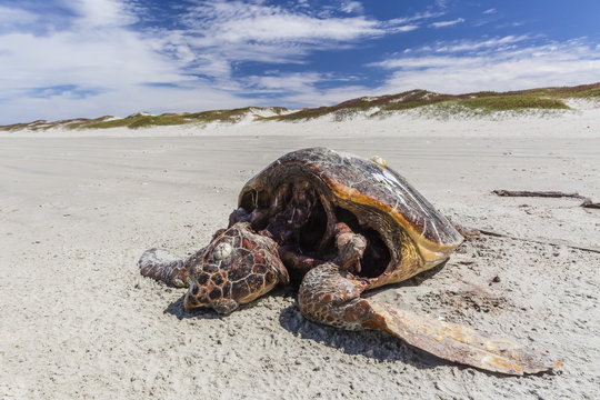 A dead loggerhead sea turtle (Caretta caretta) on the beach on Magdalena Island, Baja California Sur, Mexico