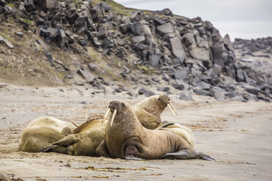 Male Atlantic walrus (Odobenus rosmarus rosmarus) hauled out to molt at Kapp Lee, Edgeoya, Svalbard