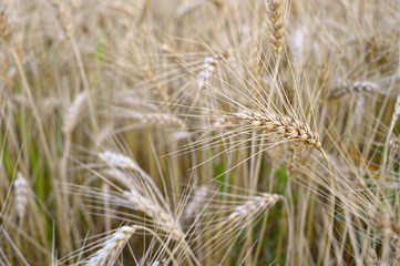 Wheat field in summer time