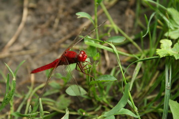 insect dragonfly or damselfly