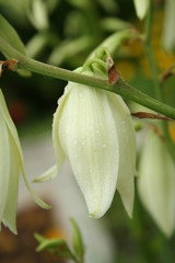 Flower Yucca
