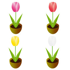 チューリップ(鉢植え)