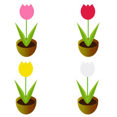 チューリップ(鉢植え)