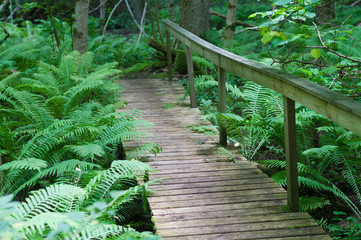 Obraz premium Wooden bridge on a hiking trail through dense fern forest