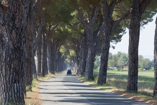 Pine tree lined road with small three wheeled van travelling along it, Tuscany