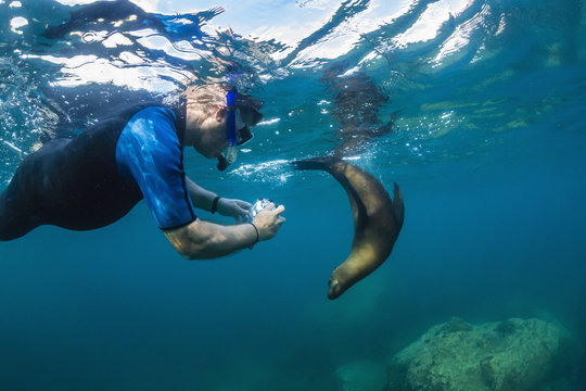 Young California sea lion (Zalophus californianus) with snorkeler underwater at Los Islotes, Baja California Sur, Mexico