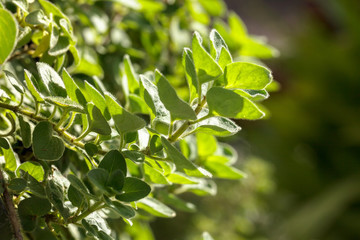 Fototapeta na wymiar Soft focus and blurry of dew at fern leaves