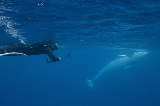 Adult dwarf minke whale (Balaenoptera acutorostrata), underwater with snorkeler near Ribbon 10 Reef, Great Barrier Reef, Queensland