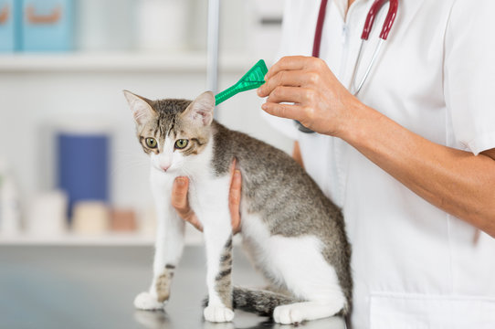 Veterinary clinic with a kitten
