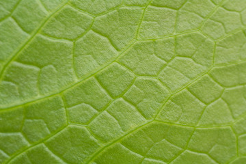 A pattern The leaves of the lotus