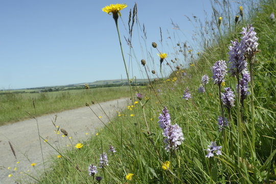 Common spotted orchids (Dactylorhiza fuchsii) and rough hawkbit (Leontodon hispidus) on the verge of track, Marlborough Downs, Wiltshire