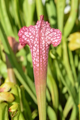 Feuille de sarracenia rouge