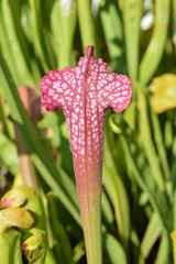 Feuille de sarracenia rouge