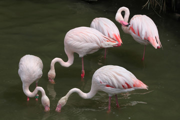 Greater Flamingo (Phoenicopterus roseus).
